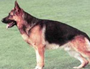 Il cane Guenther III, austriaco, era erede di molti milioni, anni fa
